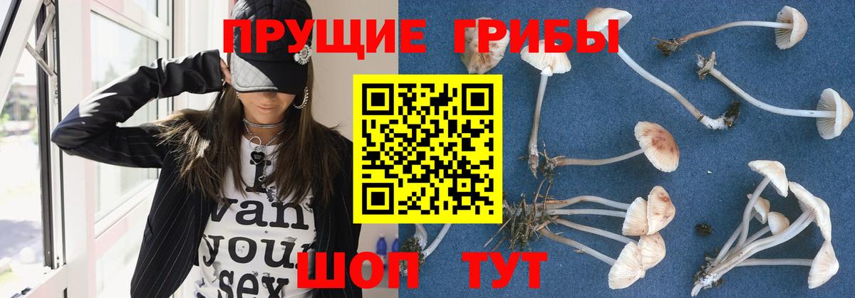 Псилоцибиновые грибы Cubensis Алексеевка